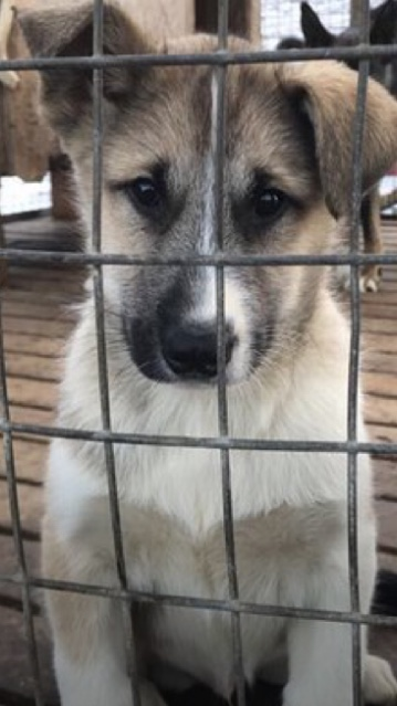 30611-1570899300-Spits+-+Hondje+in+Kennel+