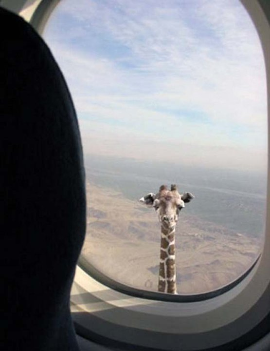 747-1543083466-Reizen+-+Giraffe+voor+vliegtuigraam+-+Vyv+van+Tuycom